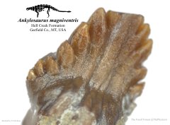 Ankylosaurus tooth