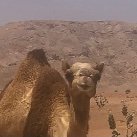 The cute camel