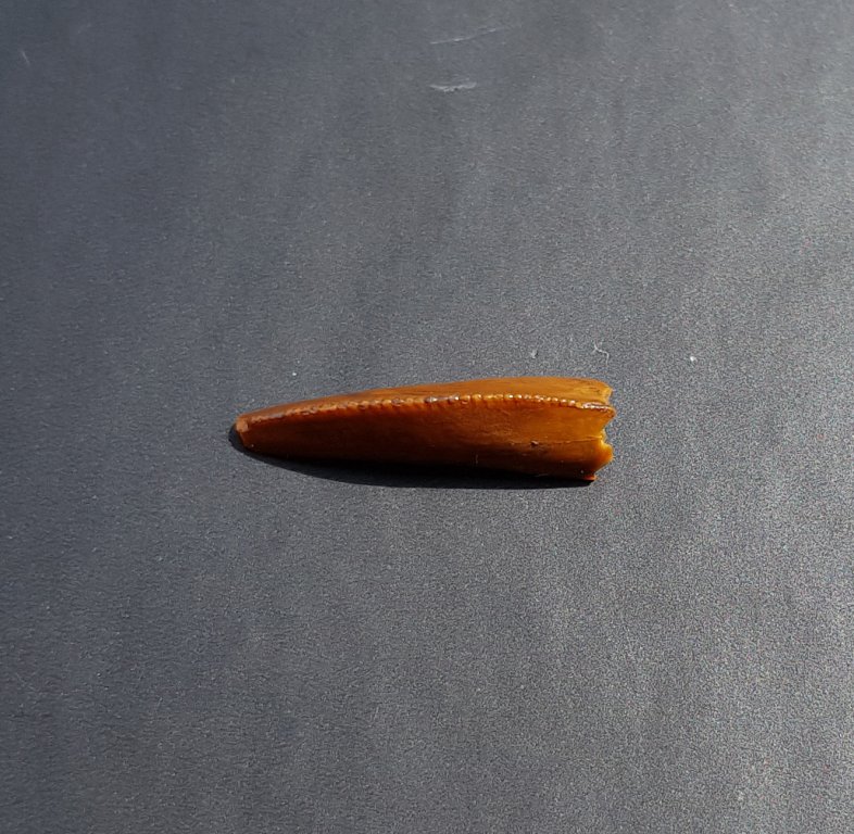 Deltadromeus-gracilis-premaxillary-tooth-02.thumb.jpg.c45fb82982f553371f1caa52913f9f59.jpg