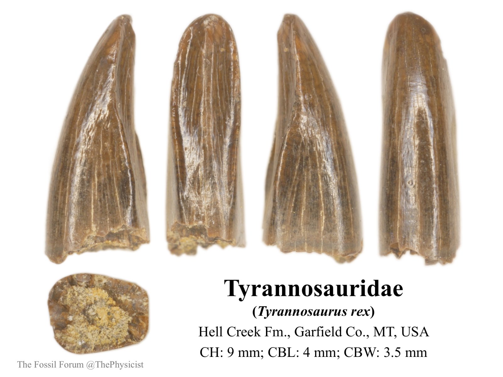 Tyrannosaur premaxillary tooth