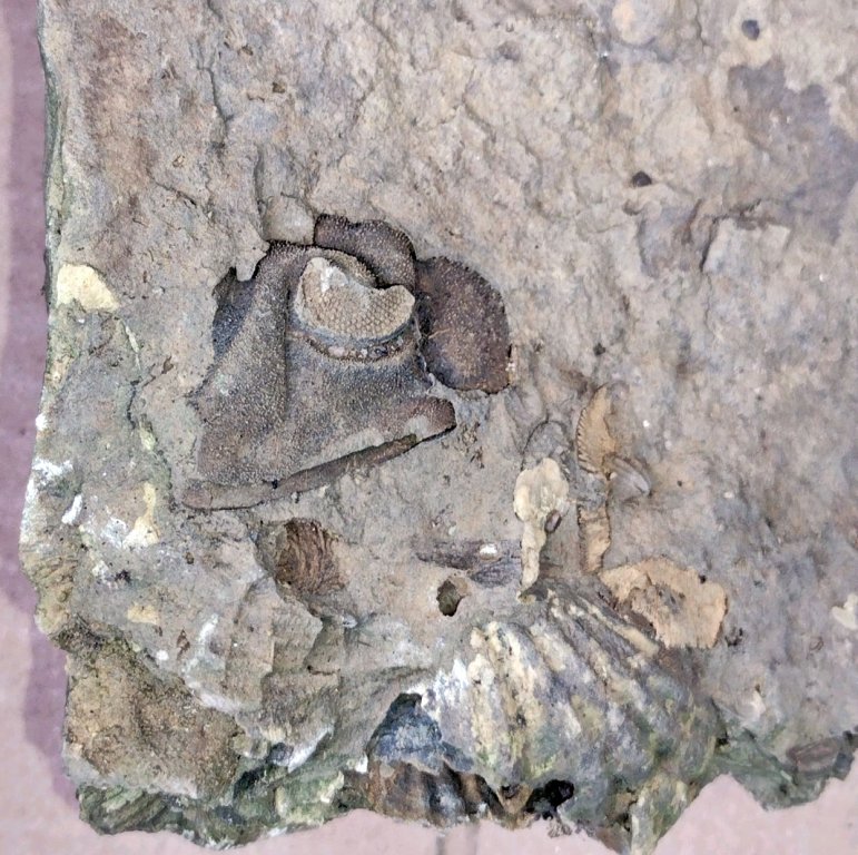 Large Trilobite cephalon