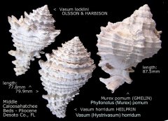spiny gastropods