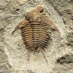 Trilobites from Morocco and Rest of the world