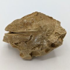 Pentamerid brachiopod steinkern
