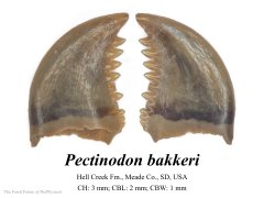 Pectinodon tooth