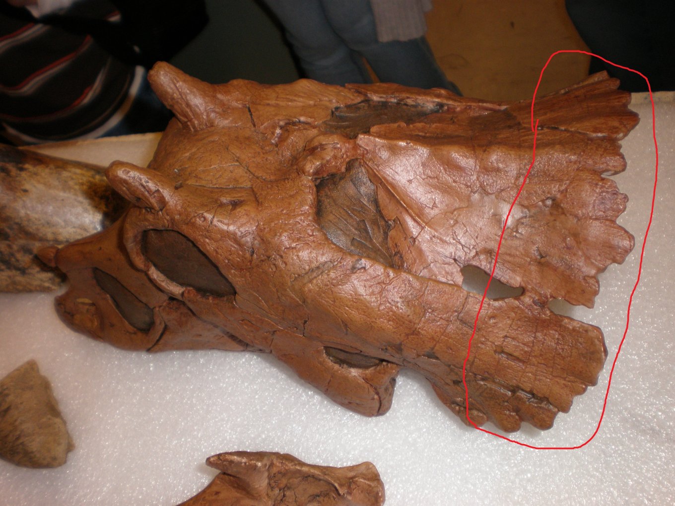 Baby_triceratops_skull_UCMP_3.thumb.jpg.2e20b9e7e9dbf8cc380bf3a809ea7eb3.jpg