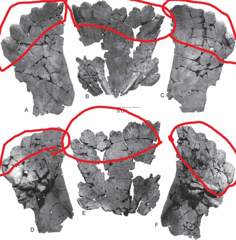 The-fill-of-UCMP-154452-Triceratops-in-dorsal-A-C-and-ventral-D-F-views-Right.thumb.png.5f3fa1eee22652ba673bf04d6d9f7cce.png