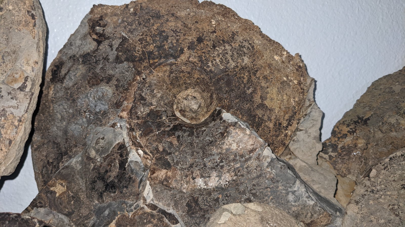 Placenticeras ammonite