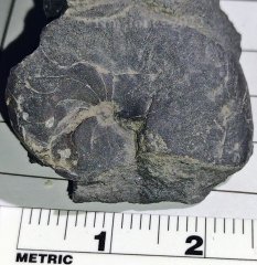 Middle Devonian Goniatite