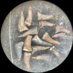 Actinopterygian fish teeth