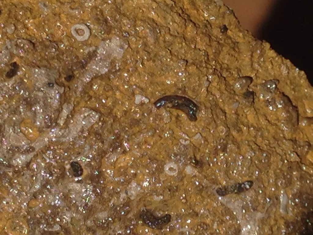 Artifacts, Fossils, And Rocks 000115  (Fossilized Baby Dinosuar).JPG