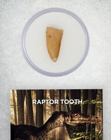 add-on-raptor-tooth-medium-01_800x.jpg