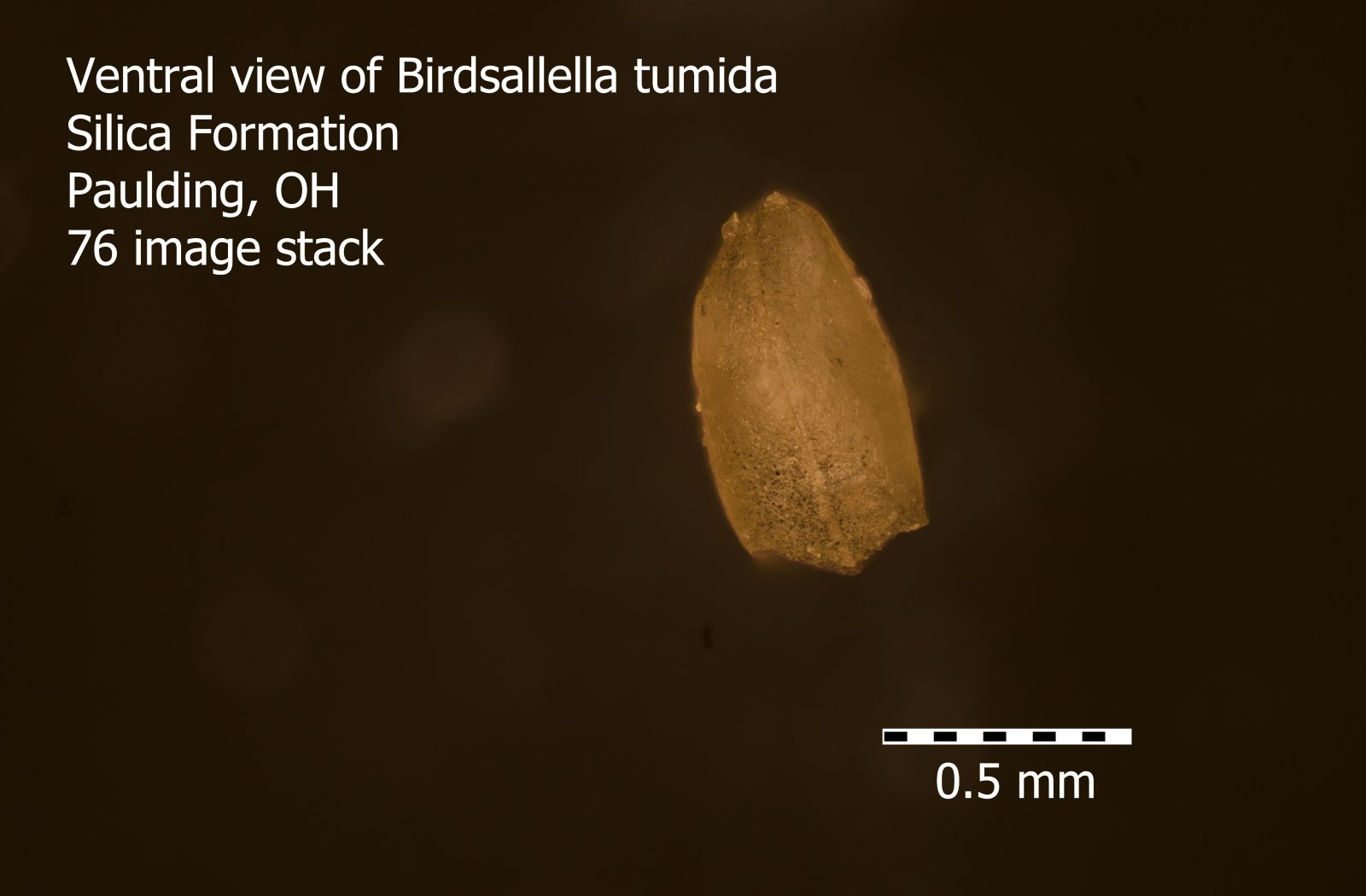Birdsallella ventral (B,R5,S4).jpg