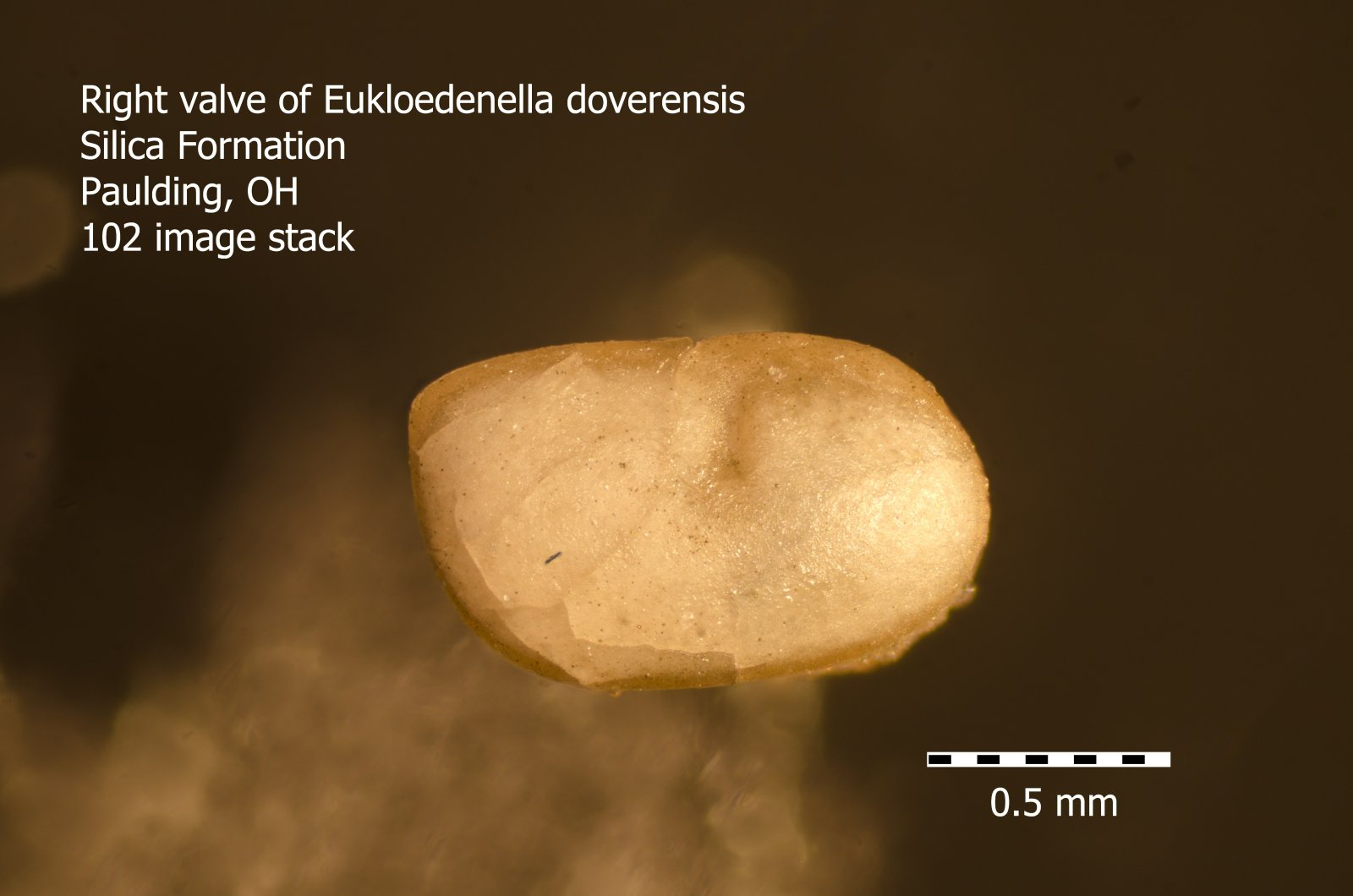 Eukloedenella (B,R5,S4).jpg