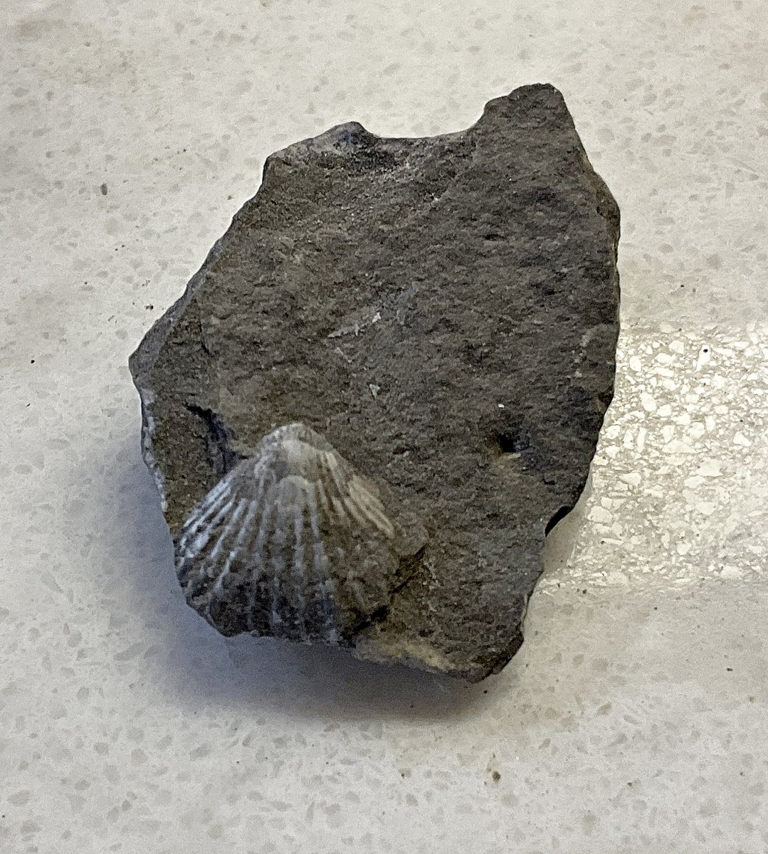 Rhynchonellid Brachiopod from the Rochester Shale