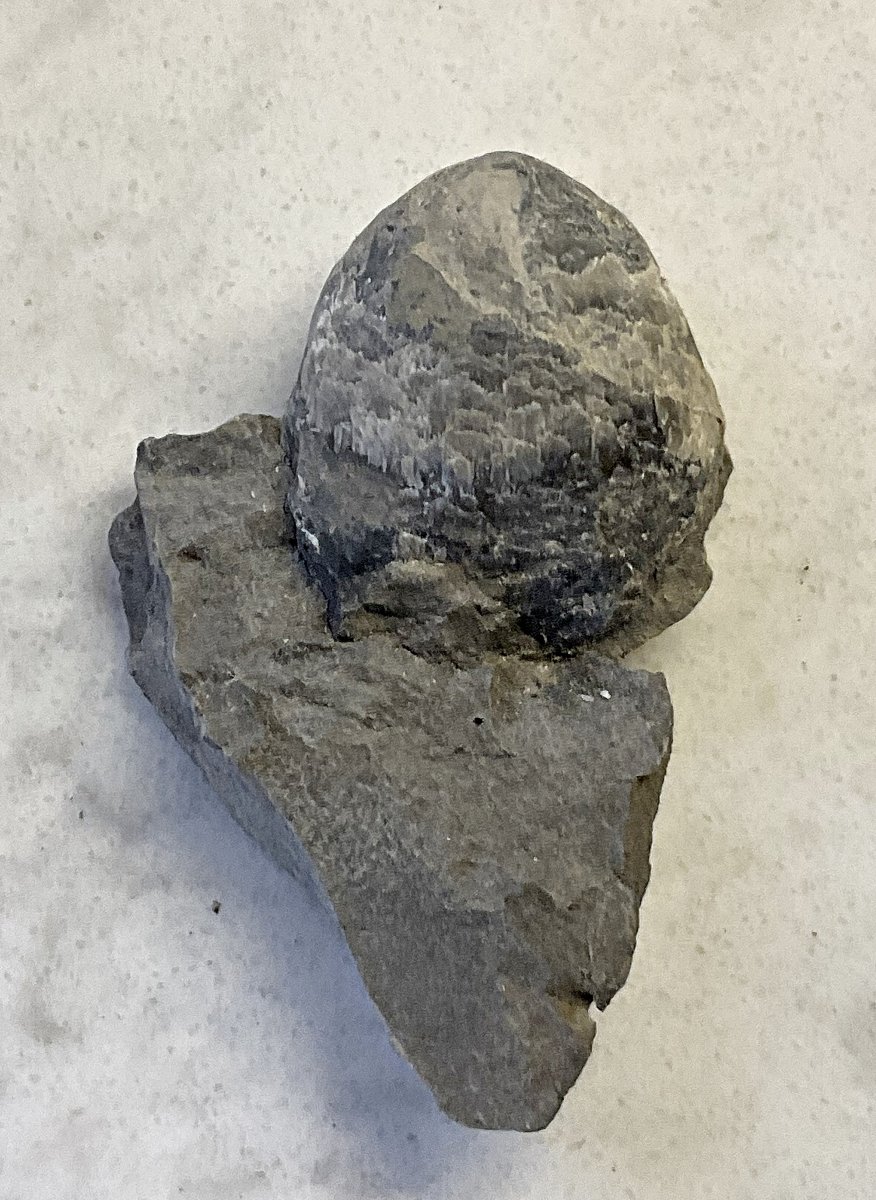 Athyyrid Brachiopod from the Rochester Shale
