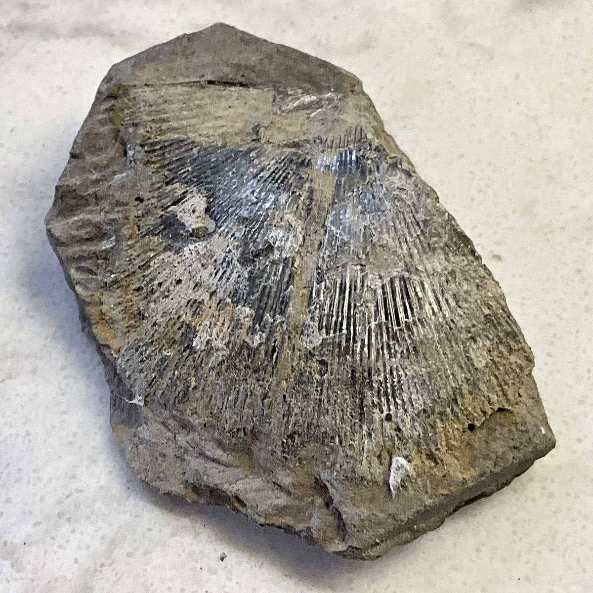 Strophomenid Brachiopod from the Rochester Shale
