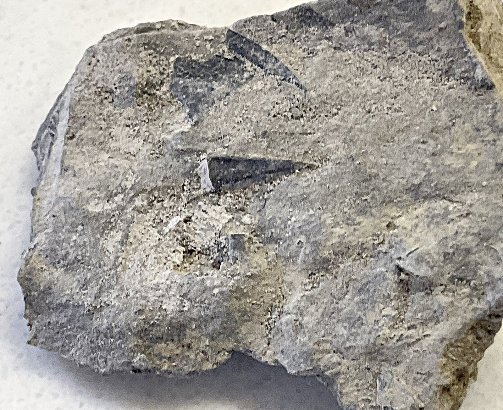 Worm Tube from the Rochester Shale