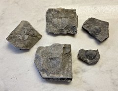Strophomenid Brachiopods from the Rochester Shale