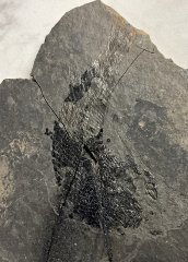 Jurassic Fossil Fish from Connecticut