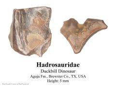 Hadrosaurid shed tooth