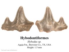Hybodont tooth