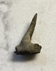 Enchodus Fang from Big Brook