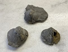 Orthid Brachiopods from the Rochester Shale