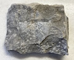 Strophomenid Brachiopod from the Rochester Shale (close up)