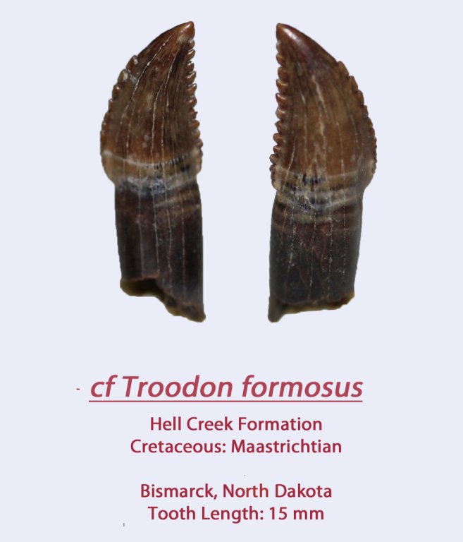 TroodonHC11a.thumb.jpg.56b20ba95fed61f0e151bbdcbd81210a.jpg
