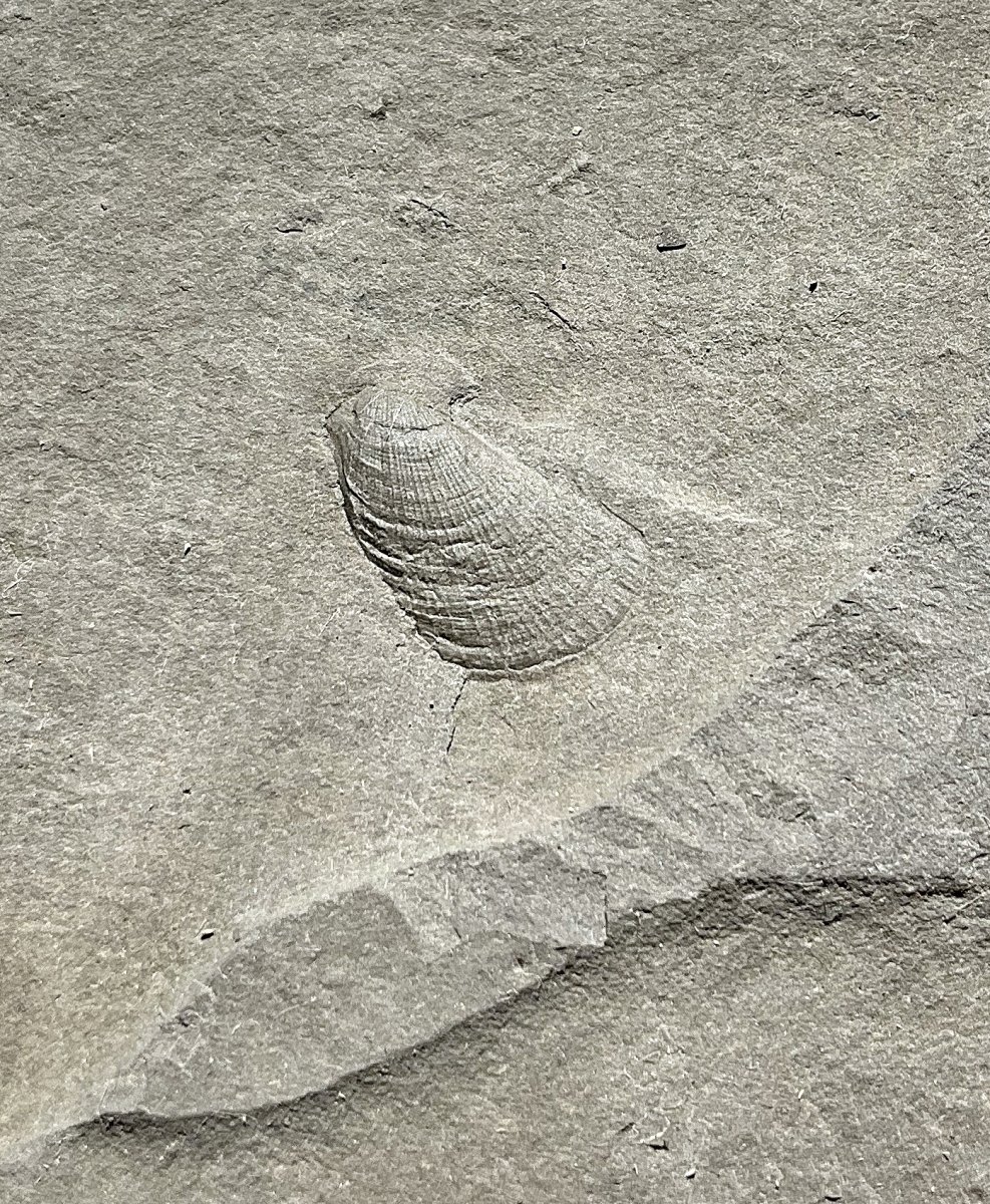 Bivalve from the Rochester Shale
