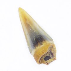 Fish Tooth Amia Aguja Formation