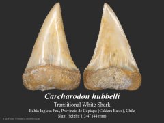 Carcharodon hubbelli tooth
