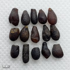 Xixia Amber (Gaogou Formation, 100.5-85.8 Ma)