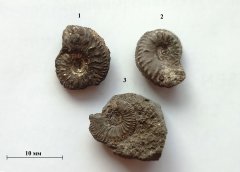 Tenuiserratum zone ammonites
