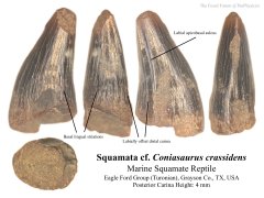 Coniasaurus crassidens