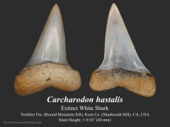 Carcharodon hastalis tooth