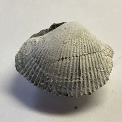 Bivalve from the Severn, MD