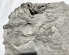 Trilobite Cephalon and Brachiopods