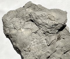 Brachiopods from the Rochester Shale
