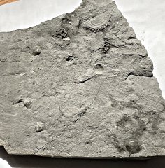 Slab with Brachiopods from the Rochester Shale