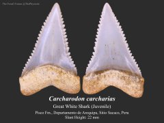 Great White Shark Tooth (Young Juvenile)