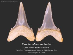 Great White Shark Tooth (Neonate)