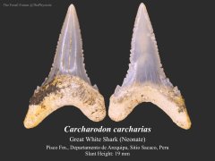 Great White Shark Tooth (Neonate)