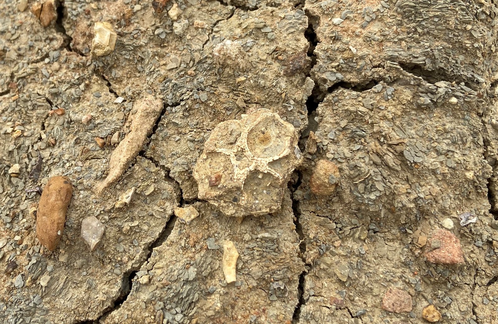 Palaeacis aequcrescente, Mineral Wells Fm