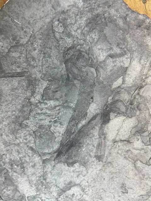 Upper Silurian Dolichopterus