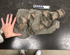 Unidentified Plesiosaur