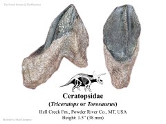 Ceratopsid Tooth