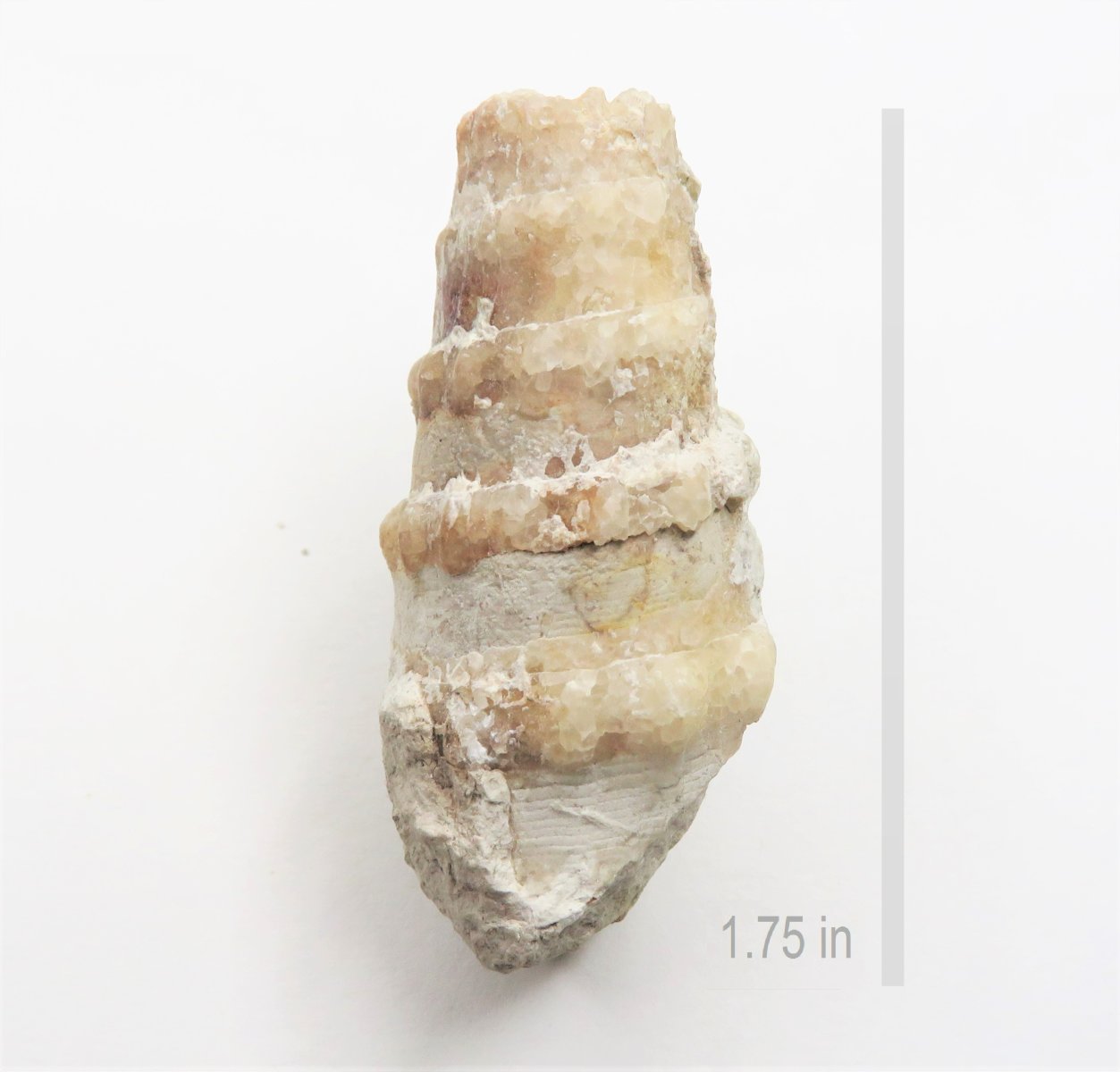 Gastropod Cerithium bosquense Walnut Formation