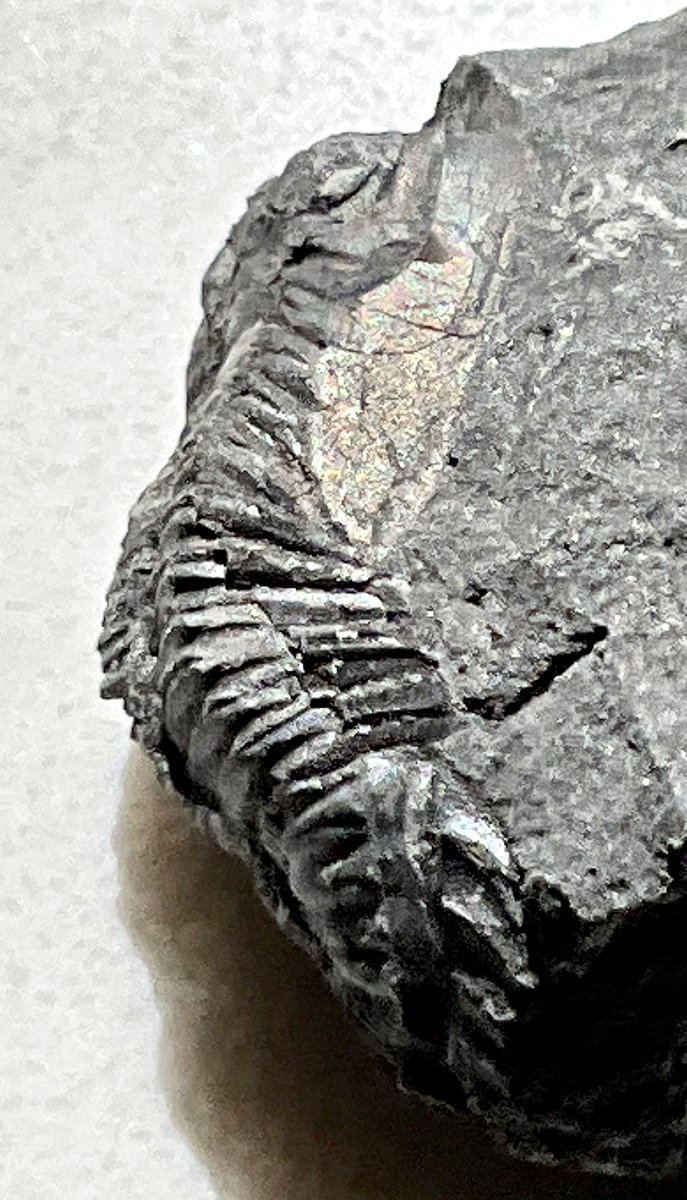 Complete Greenops Trilobite (squashed-side view) from DSR